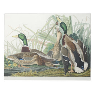 Bloc De Notas Arte de vida silvestre de pato silbón de Audubon v