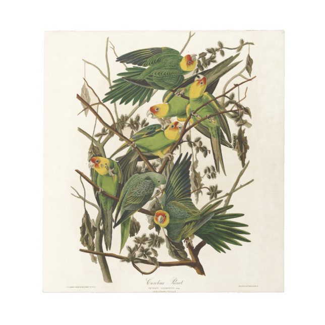 Bloc De Notas Audubon Carolina Parrot Bird illustration (Frente)