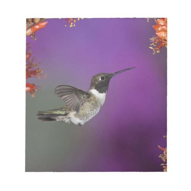 Bloc De Notas Ave Humingbird, Archilochus alexandri, (Frente)