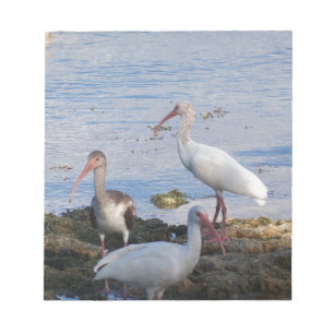 Bloc De Notas Aves Ibis en la orilla de la Bahía de Florida