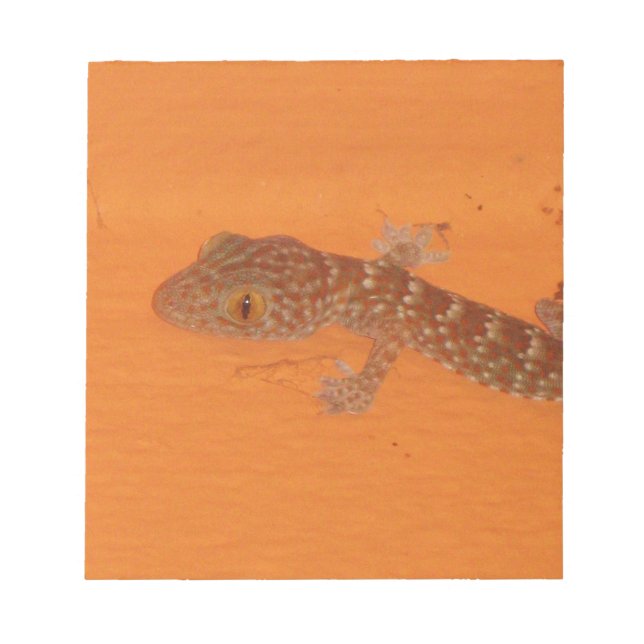 Bloc De Notas Baby Tokay Gecko (Frente)