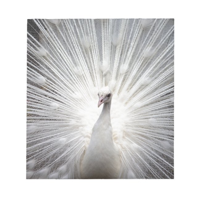 Bloc De Notas Bello pavo real blanco (Frente)