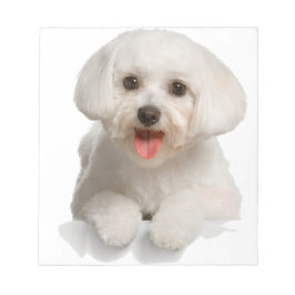 Bloc De Notas Bichon Frise Puppy