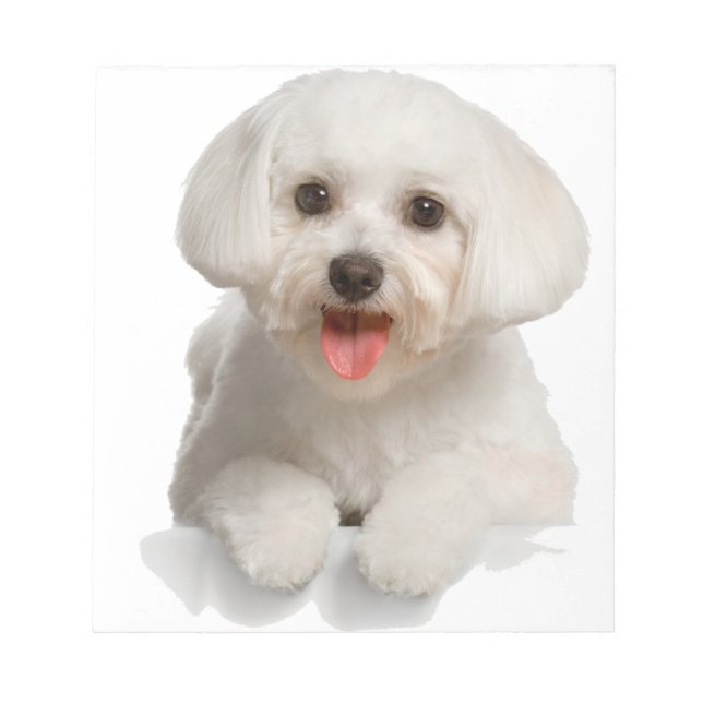 Bloc De Notas Bichon Frise Puppy (Frente)