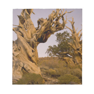 Bloc De Notas Bosque Antiguo Bristlecone, Montañas Blancas, CA