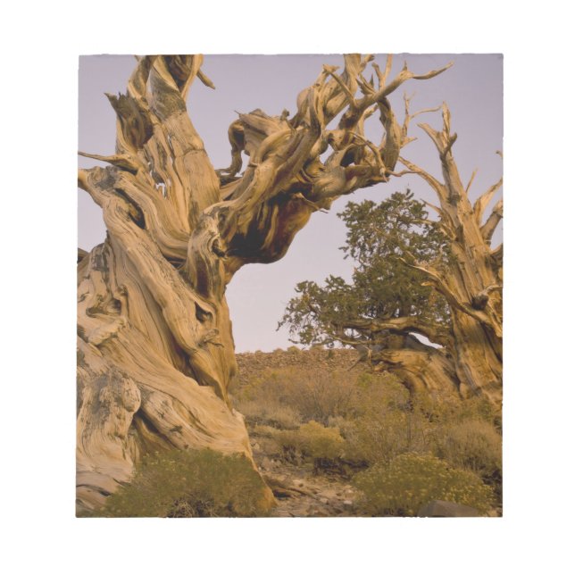 Bloc De Notas Bosque Antiguo Bristlecone, Montañas Blancas, CA (Frente)
