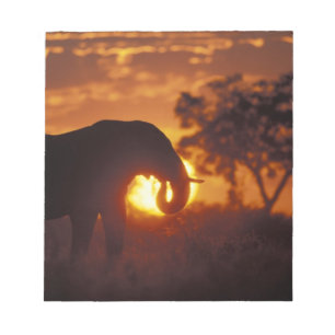 Bloc De Notas Botswana, Parque Nacional Chobe, Elefante macho