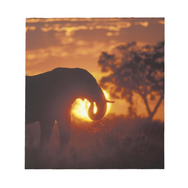 Bloc De Notas Botswana, Parque Nacional Chobe, Elefante macho (Frente)