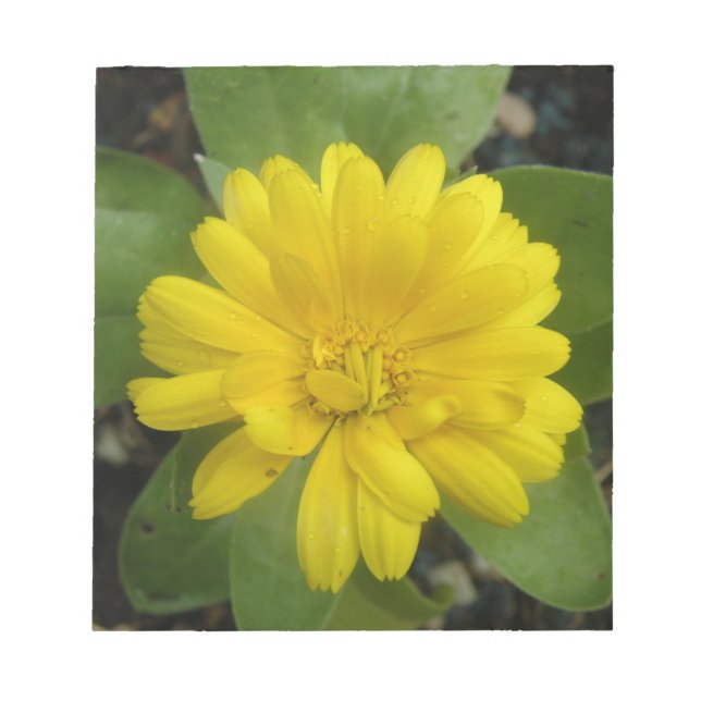 Bloc De Notas Bright Yellow Marigold Notepad (Frente)