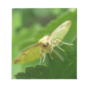 Bloc de notas Brimstone Moth