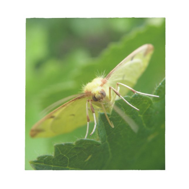 Bloc de notas Brimstone Moth (Frente)