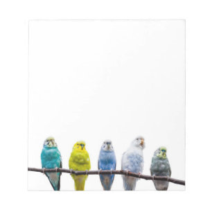 Bloc De Notas Budgies
