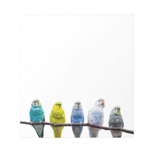Bloc De Notas Budgies (Frente)