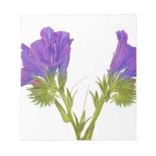 Bloc De Notas Bugloss púrpura de las víboras (plantagineum del