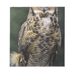 Bloc De Notas Búho Americano (Bubo virginianus), cuerpo completo