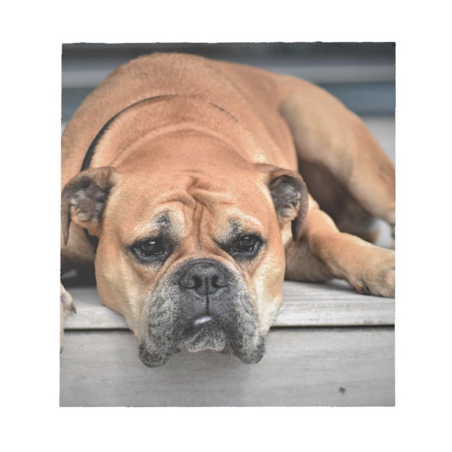 Bloc De Notas Bulldog (Frente)