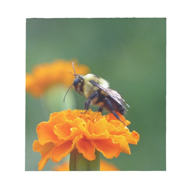 Bloc De Notas Busy Bee (Frente)