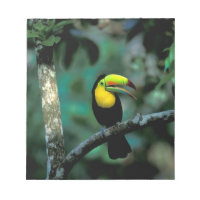 CA, Panamá, NP Soberanía, Tucán Pico Cañón