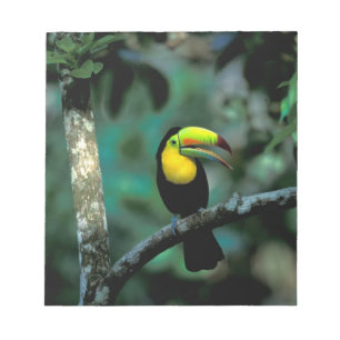 Bloc De Notas CA, Panamá, NP Soberanía, Tucán Pico Cañón