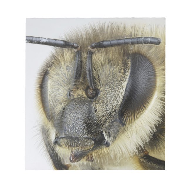 Bloc De Notas Cabeza de abeja melífera (Frente)