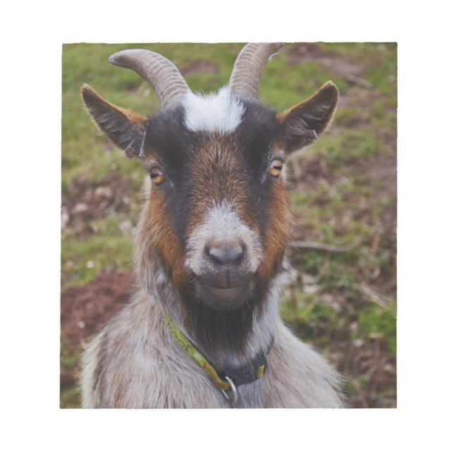 Bloc De Notas Cacercamiento de cabra. (Frente)