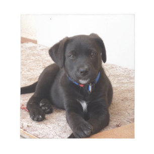 Bloc De Notas Cachorro de Labrador Negro