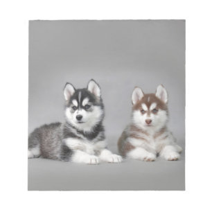 Bloc De Notas Cachorros caseros siberianos
