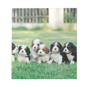Bloc De Notas Cachorros de Cavalier King Charles Spaniel