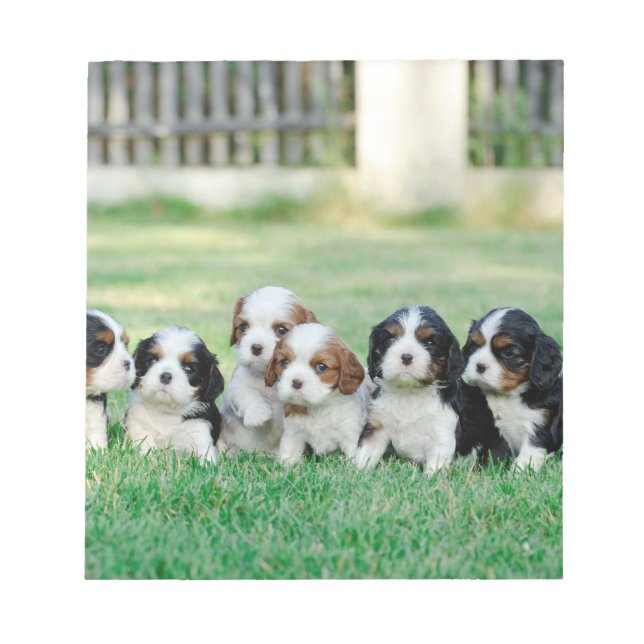 Bloc De Notas Cachorros de Cavalier King Charles Spaniel (Frente)