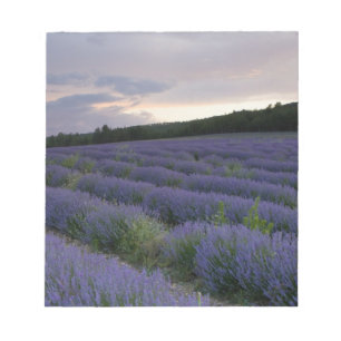 Bloc De Notas Campo de lavanda al atardecer