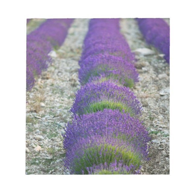 Bloc De Notas Campo de lavanda, Provenza, Francia (Frente)