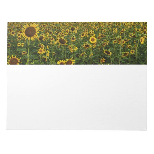 Bloc De Notas Campo de los girasoles Notepad (Frente)