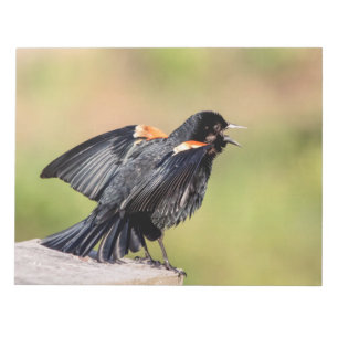 Bloc De Notas Canto de Red Wingbird