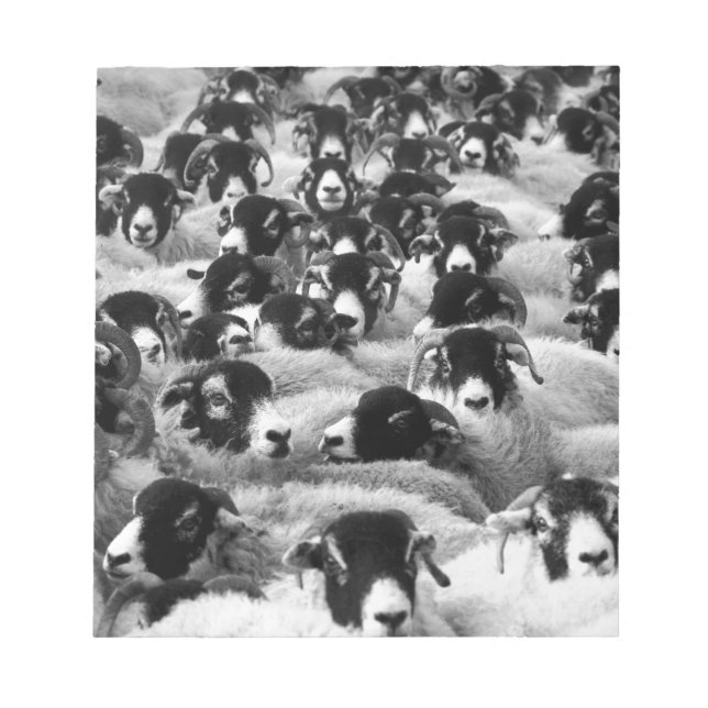 Bloc De Notas CARGAS DE Ovejas Rams Negro y Blanco (Frente)