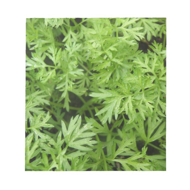 Bloc de notas Carrot Tops (Frente)