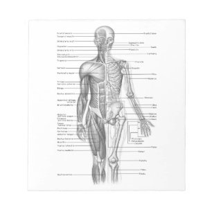 Bloc De Notas Carta humana de la anatomía