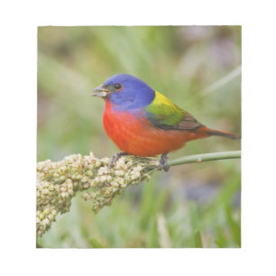 Bloc De Notas Cazamoscas pintado (Passerian ciris) macho aliment