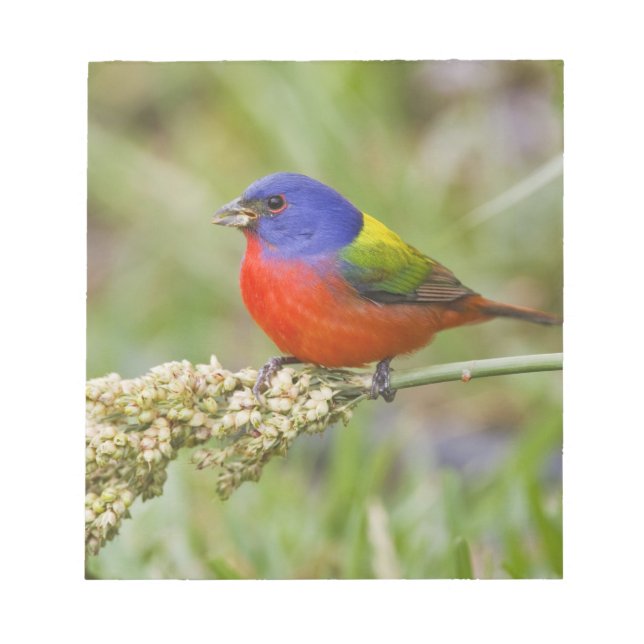 Bloc De Notas Cazamoscas pintado (Passerian ciris) macho aliment (Frente)