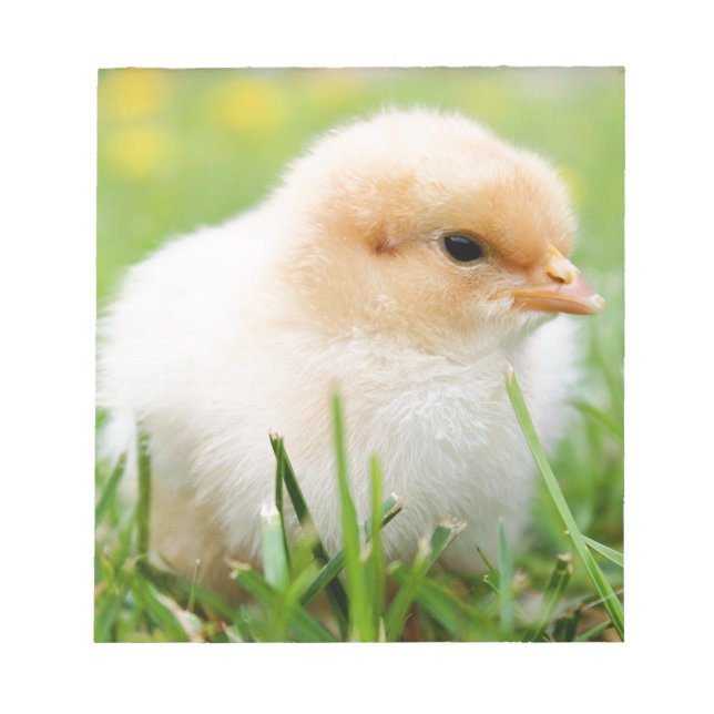 Bloc De Notas Chick (Frente)