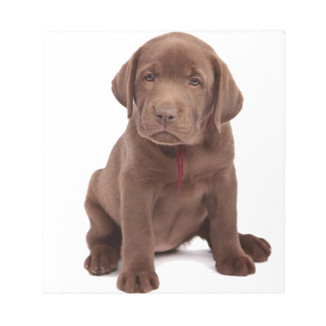 Bloc De Notas Chocolate Lab Puppy (Frente)