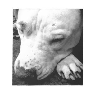 Bloc De Notas cicatriz de harry potter perro pit bull blanco