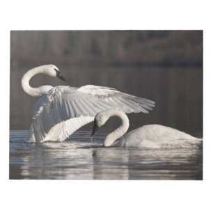 Bloc De Notas Cisnes amorosos