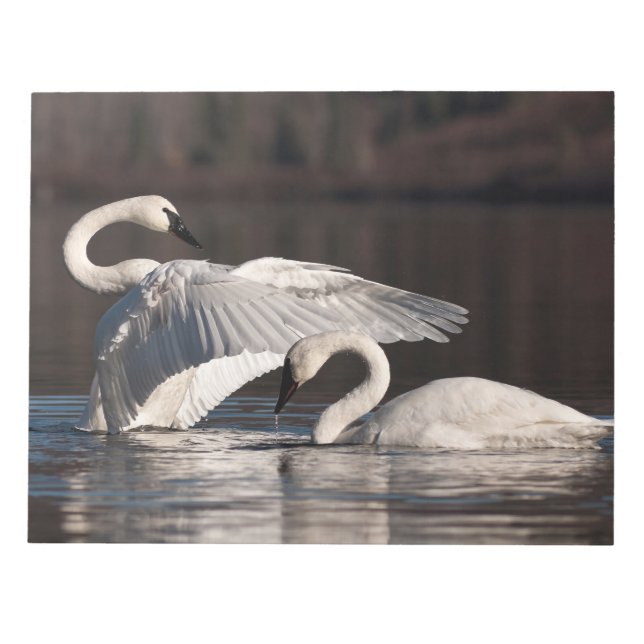 Bloc De Notas Cisnes amorosos (Frente)
