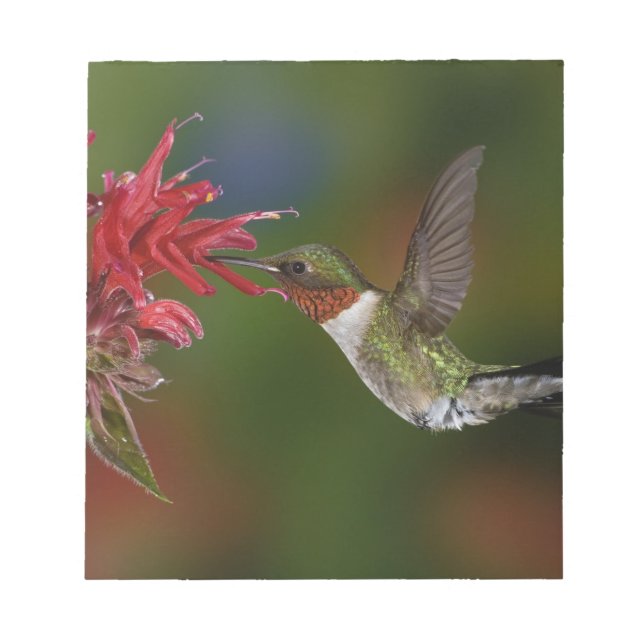 Bloc De Notas Colibrí garganta de rubí macho (Frente)