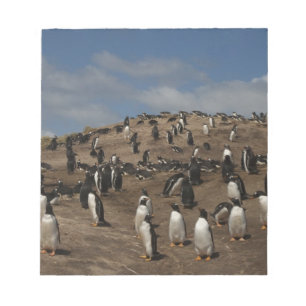 Bloc De Notas colonia de pingüino de gentoo (Pygoscelis papua) e
