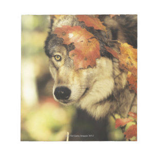 Bloc De Notas Color del otoño del lobo (lupus de Canis) el