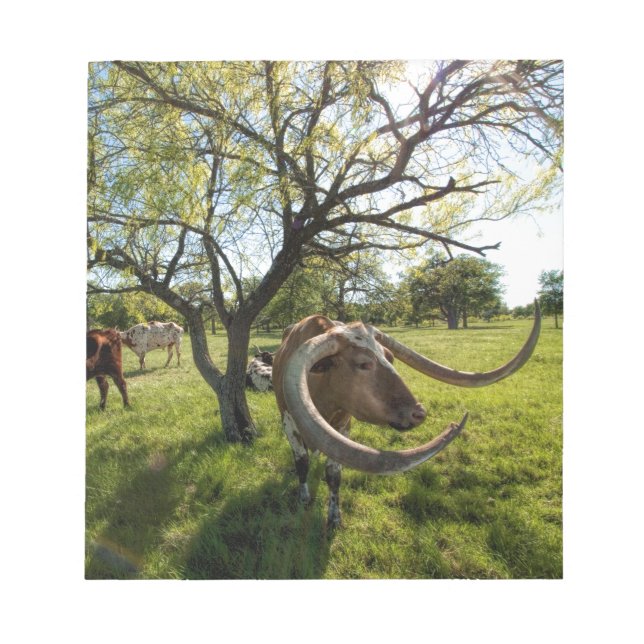 Bloc De Notas Colossol Texas Longhorn Cattle (Frente)