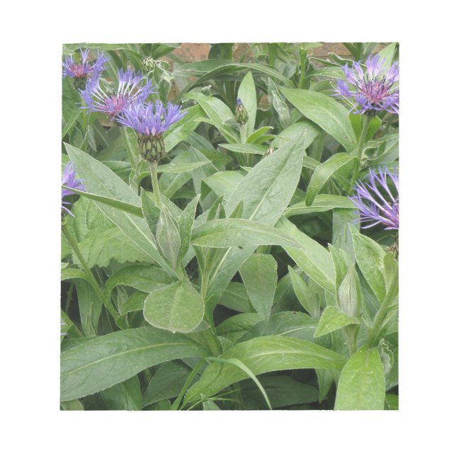 Bloc De Notas Cornflowers Notepad (Frente)