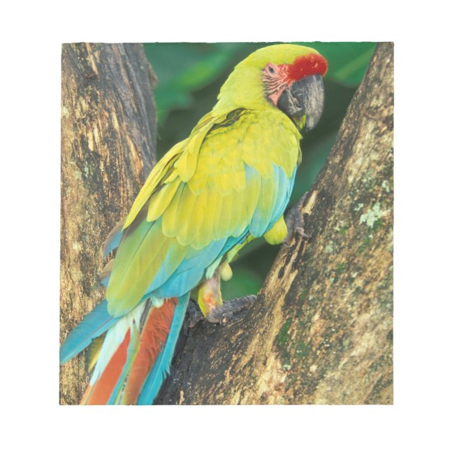 Bloc De Notas Costa Rica, Ara Ambigua, Gran Macao Verde. (Frente)