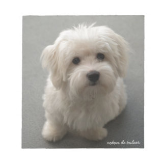 Bloc De Notas Coton de Tulear